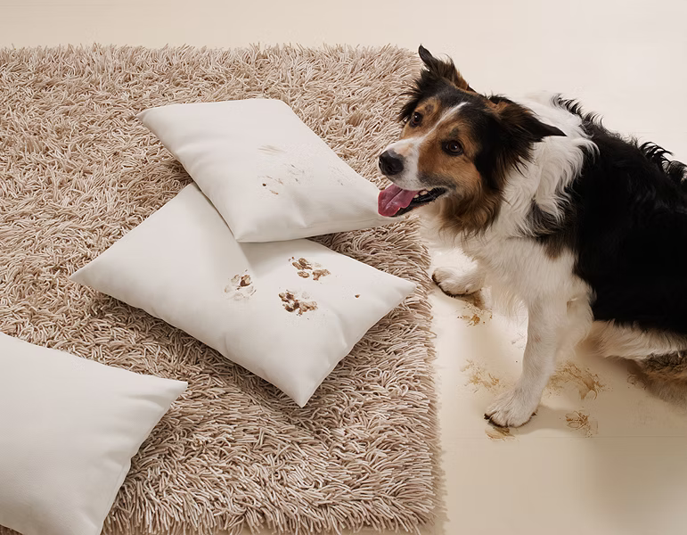 Pet-Friendly Sofas by OVO – Scratch, Stain & Toxin Resistant for Cat & Dog Owners