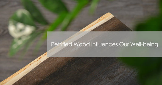 Petrified Wood Influences Our Well-being