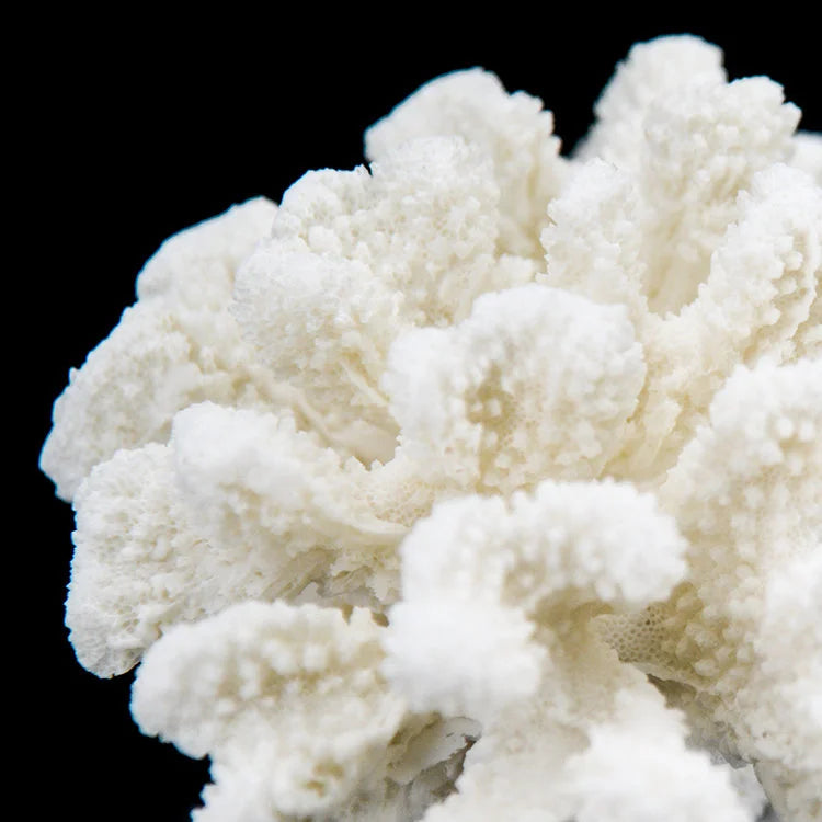 ARTIFICIAL Coral #1, White