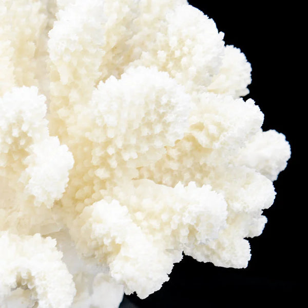 ARTIFICIAL Coral #2, White