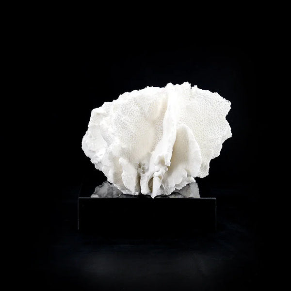 ARTIFICIAL Coral #4, White
