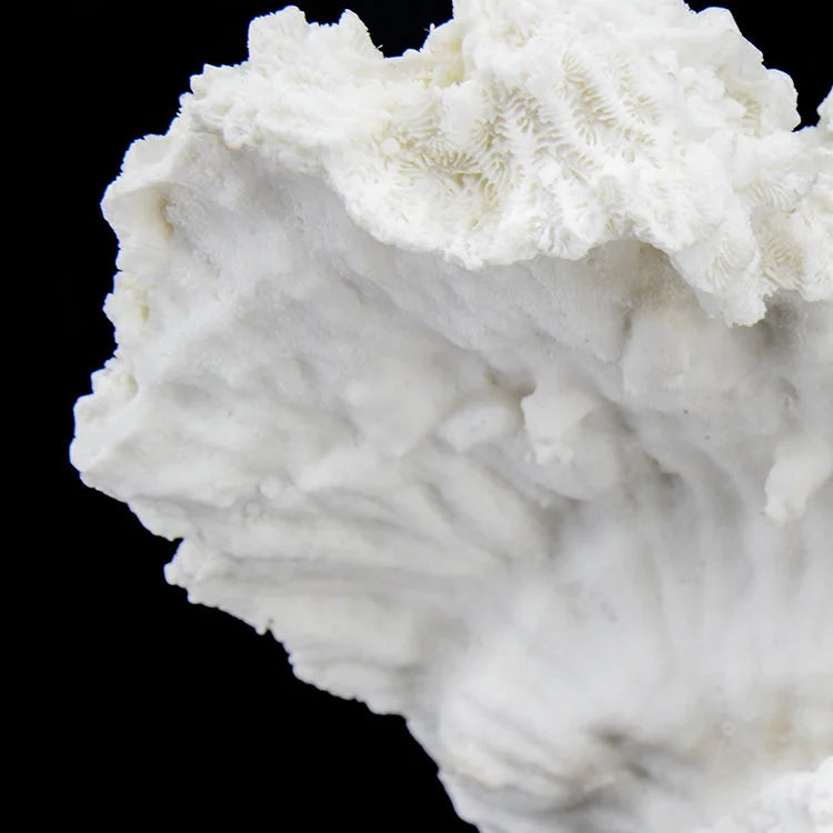 ARTIFICIAL Coral #5, White