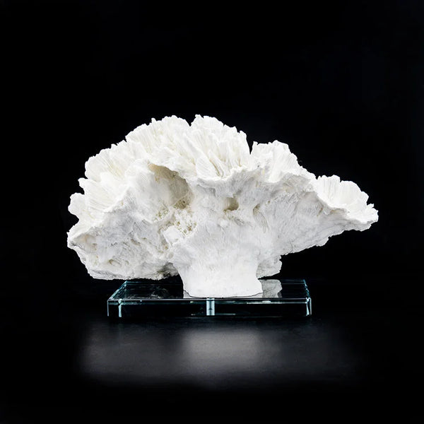 ARTIFICIAL Coral #6, White
