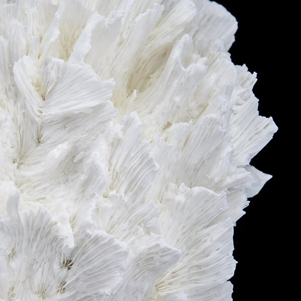 ARTIFICIAL Coral #6, White