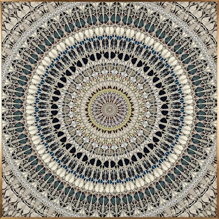 CIRCUM Butterflies Artwork #2