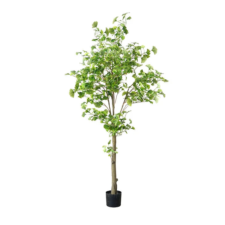 GINKGO Tree - OVO