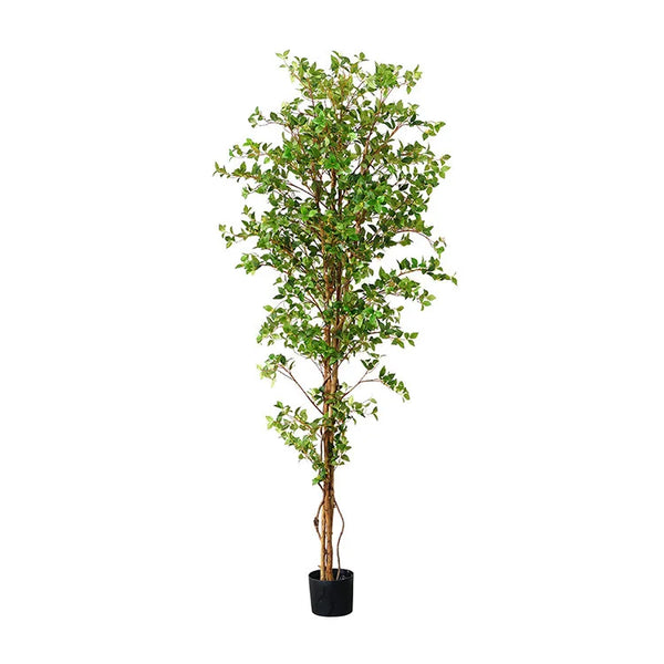 GINKGO Tree | OVO