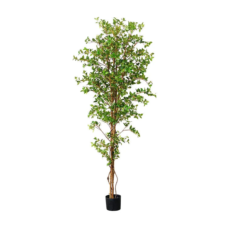 GINKGO Tree | OVO