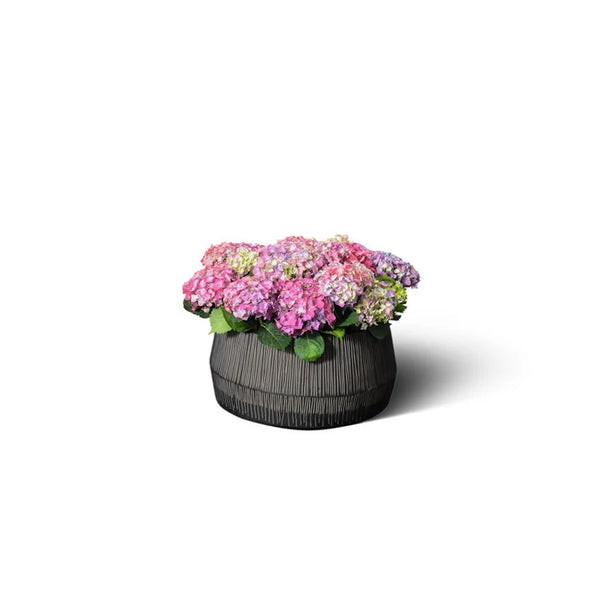 Rayar Flat Planter | OVO