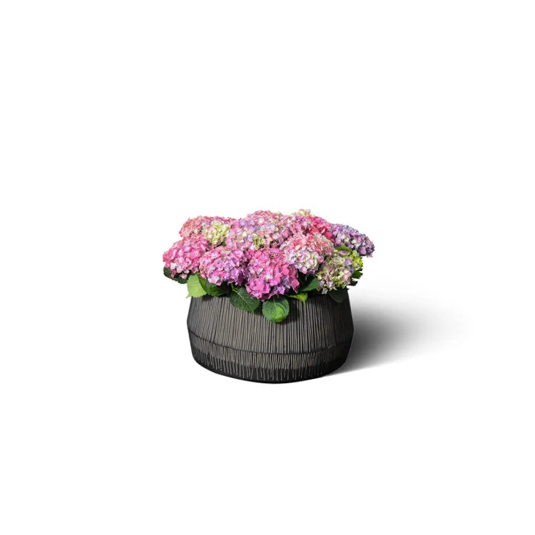 Rayar Flat Planter | OVO