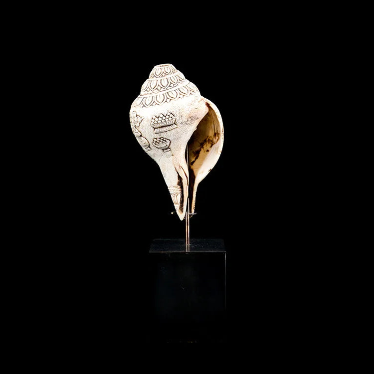 TIBETAN Buddhist Auspicious Conch Shell on Stand